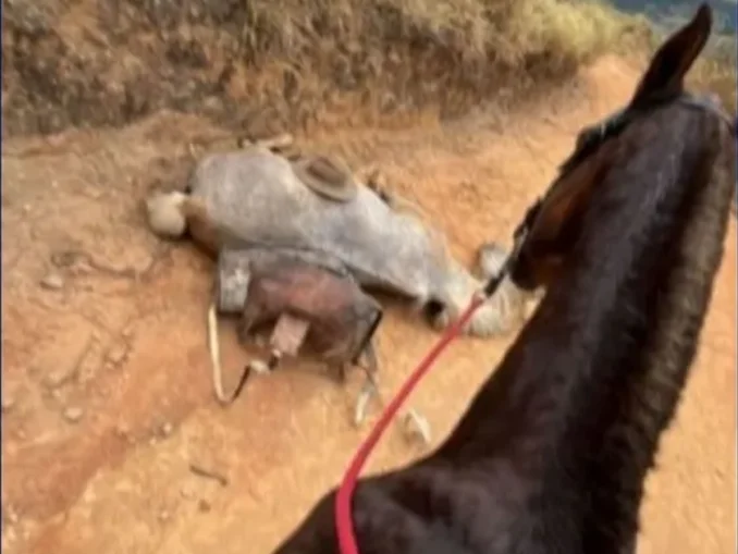 Cavalo com patas cortadas em Bananal, São Paulo