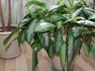 plantas que atraem boa energia