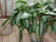 plantas que atraem boa energia