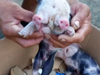 porco com dois focinhos nasce em Feira de Santana