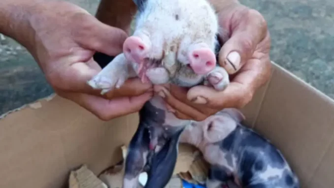 porco-feira-de-santana-bahia porco com dois focinhos nasce em Feira de Santana