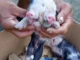 porco com dois focinhos nasce em Feira de Santana