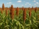 Produção de sorgo, Oeste da Bahia