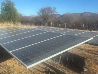 Plantação de Maconha em Brotas de Macaúbas, na Bahia