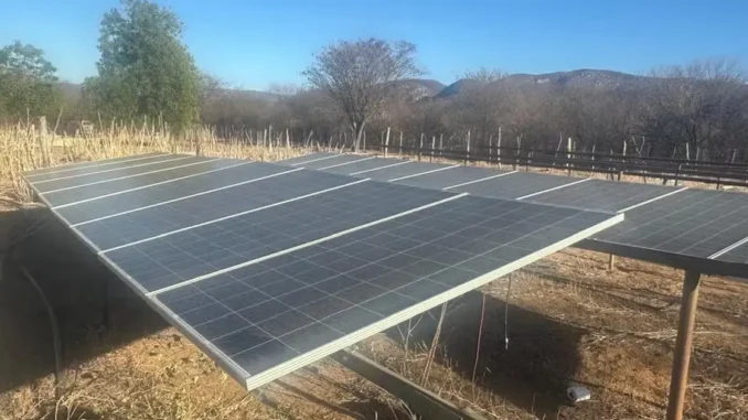 Plantação de Maconha em Brotas de Macaúbas, na Bahia