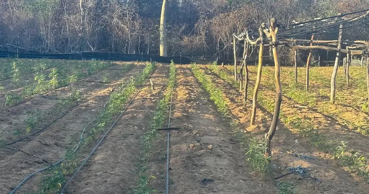 Plantação de Maconha em Brotas de Macaúbas, na Bahia
