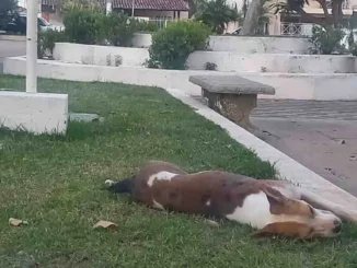 Associação Protetora de Animais será fundada em Formosa do Rio Preto