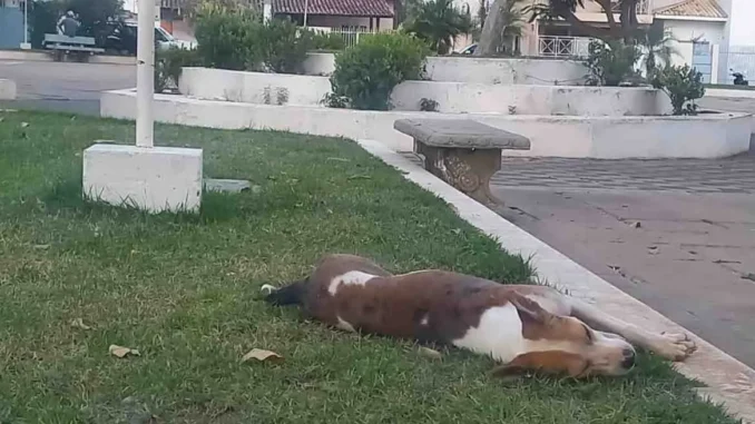 Associação Protetora de Animais será fundada em Formosa do Rio Preto