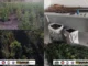 Plantação de maconha em Barra erradicada — 120 mil pés