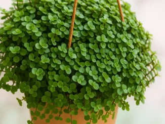 Dinheiro-em-penca, a planta da prosperidade