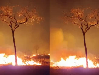 Incêndios florestais em Formosa do Rio Preto, Barra, Santa Rita de Cássia, no Oeste da Bahia