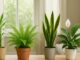 Plantas para dentro de casa que trazem boas energias