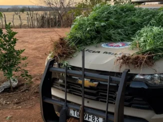 Polícia erradica plantação de maconha e apreende armas em Muquém do São Francisco