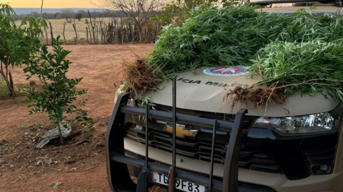 Polícia erradica plantação de maconha e apreende armas em Muquém do São Francisco