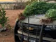 Polícia erradica plantação de maconha e apreende armas em Muquém do São Francisco