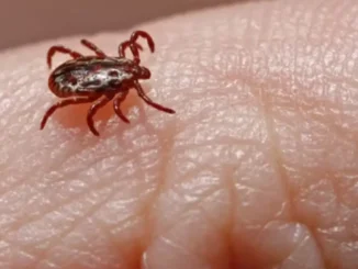 Minas Gerais confirma quinta morte por febre maculosa em 2025; doença do carrapato