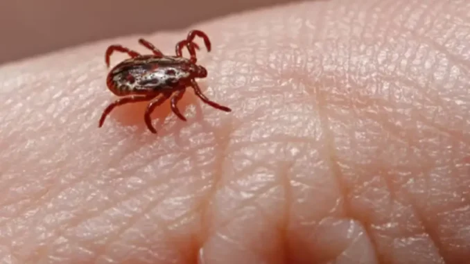 Minas Gerais confirma quinta morte por febre maculosa em 2025; doença do carrapato