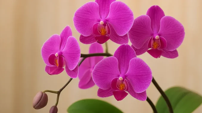 Truque simples que deixa suas orquídeas mais saudáveis