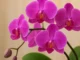 Truque simples que deixa suas orquídeas mais saudáveis