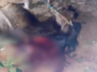 Morte de cavalo em Cristalância do Piauí