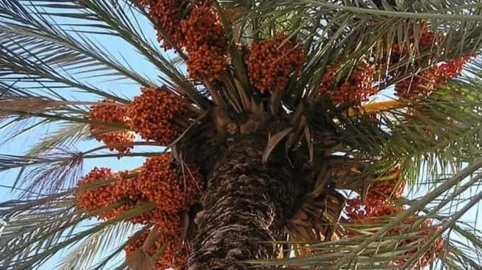 Seagri inclui Formosa do Rio Preto em projeto de cultivo de tâmaras