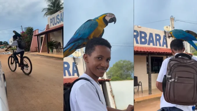 Vídeo em Formosa do Rio Preto com arara pousada na cabeça de jovem viraliza e ganha repercussão nacional