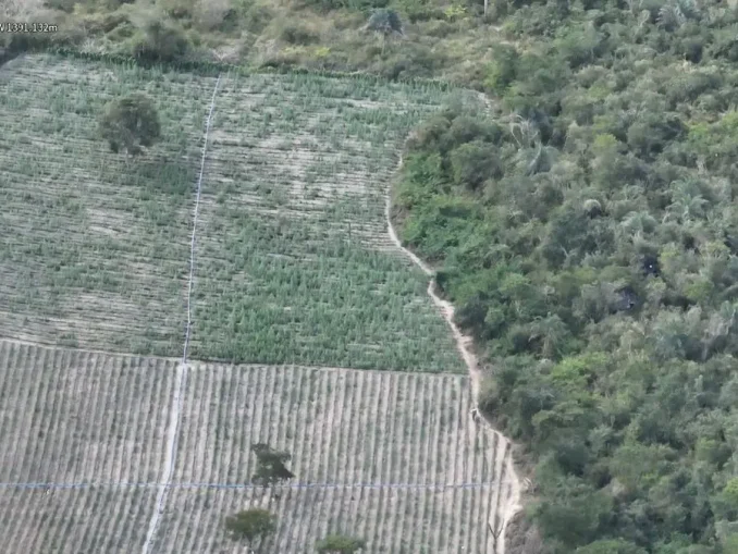 Polícia erradica 200 mil pés de maconha entre Brotas de Macaúbas e Barra do Mendes
