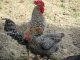 Rebanho de aves no oeste da Bahia: galinha caipira ilustrativa em sítio na Paraíba