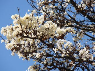 Ipê-amarelo florido no cerrado ilustra a primavera no oeste da Bahia