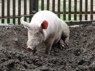 Rebanho suíno no oeste da Bahia: porco em fazenda, foto ilustrativa
